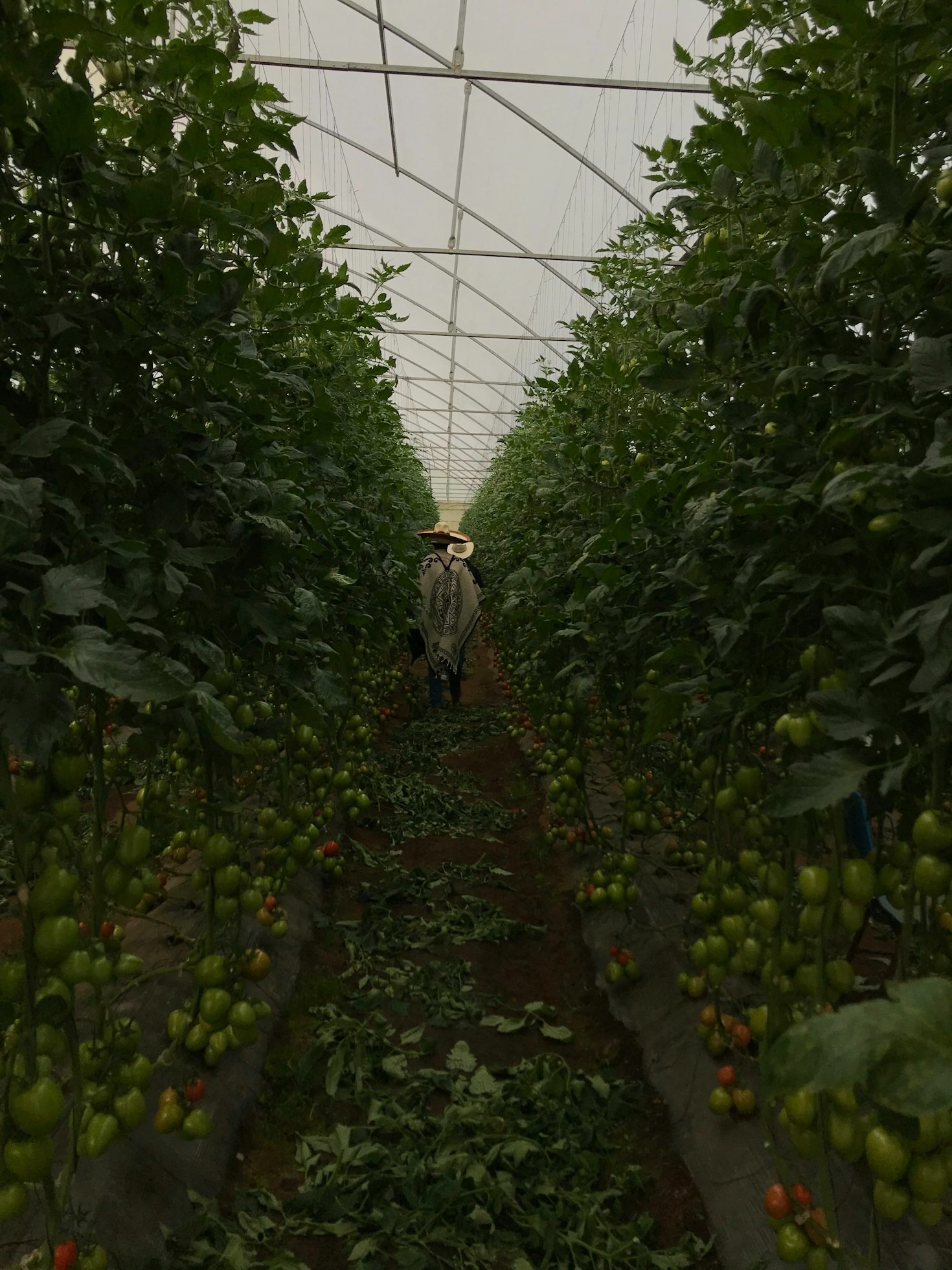 季節ごとに変わる旬野菜の楽しみ方