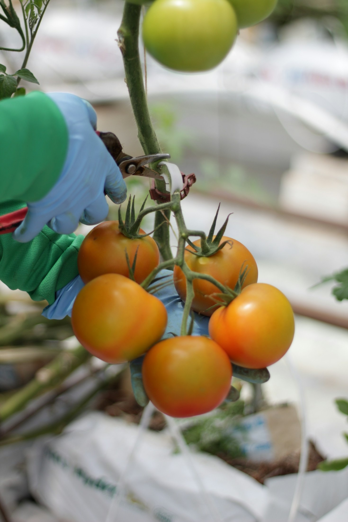 新鮮な野菜を長く美味しく保存するコツ